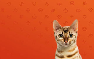 Caring For Your Cat After Neutering