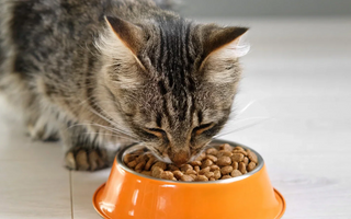 Hydrolysed Protein Cat Food: What You Need To Know