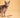 Sensitive Stomach in Cats: Common Triggers and The Best Diets for Your Cat's Health