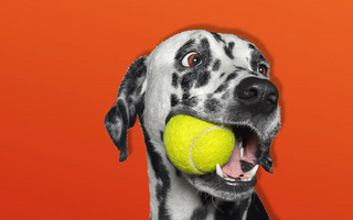 When to Start Feeding Your Dog Hypoallergenic Dog Food