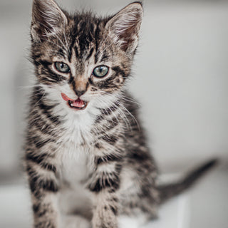 What Is The Best Food For Kittens?