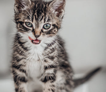 What Is The Best Food For Kittens?