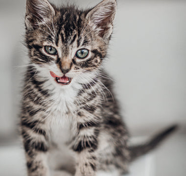 What Is The Best Food For Kittens?