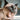 A siamese cat yawning