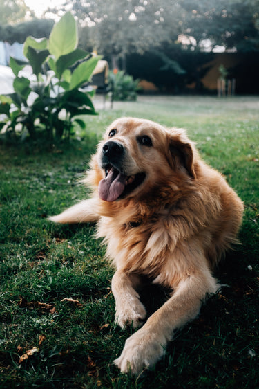 Golden retriever laying in grass