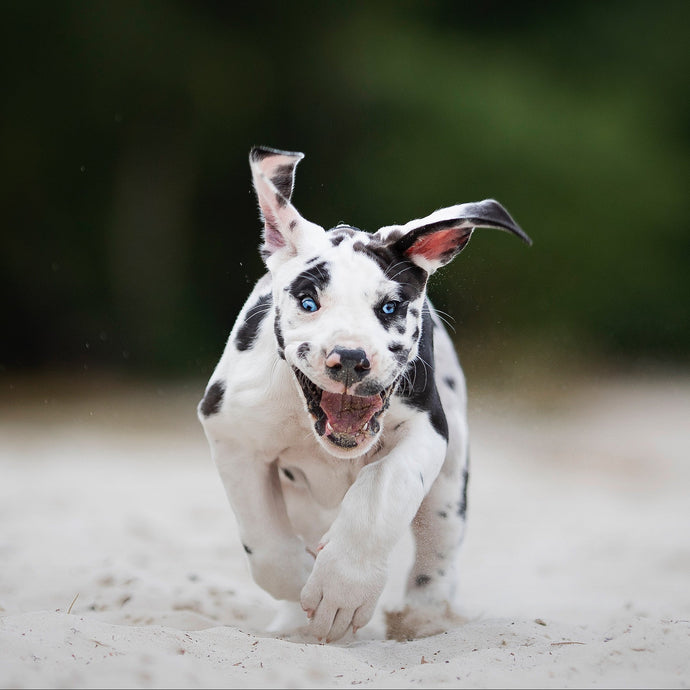 Puppy running on a beach